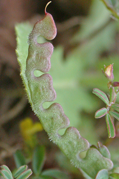 Lesser Horseshoe Vetch