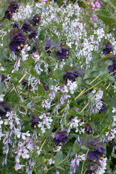 Mani Hairy Vetch