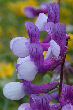 Hairy-fruited Vetch