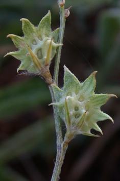 Onobrychis aequidentata