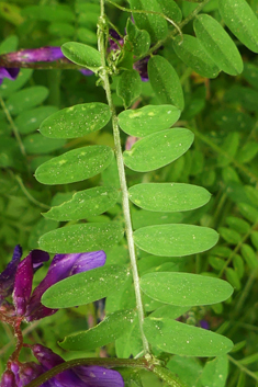 Hairy-fruited Vetch