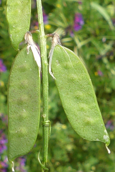 Hairy-fruited Vetch