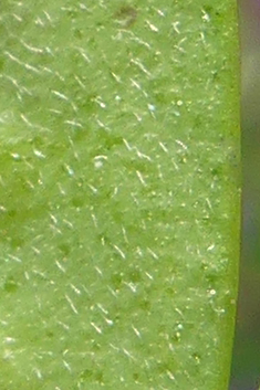 Hairy-fruited Vetch