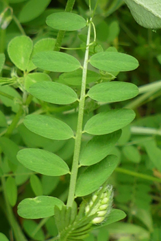 Downy Vetch