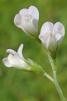 Downy Vetch