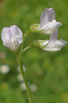 Downy Vetch