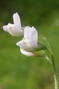 Downy Vetch