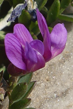 Cretan Vetch