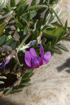 Cretan Vetch