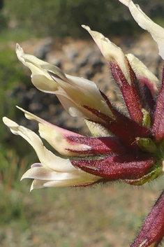 Corky Milk-vetch