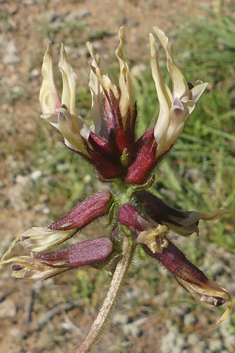 Corky Milk-vetch