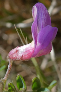 Cretan Vetch