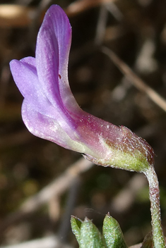 Cretan Vetch