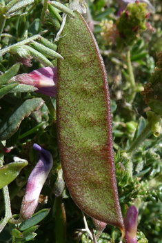 Cretan Vetch