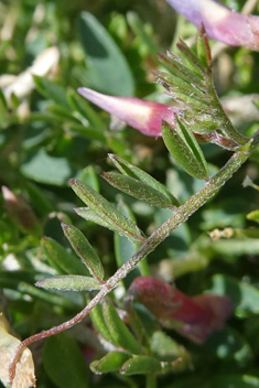 Cretan Vetch