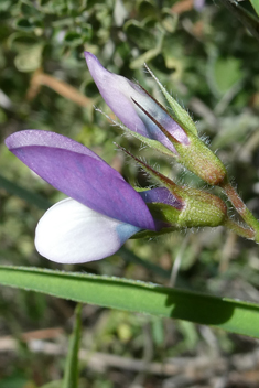 Bithynian Vetch