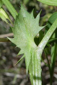 Bithynian Vetch