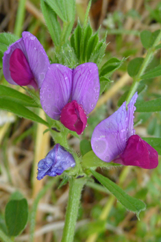 Common Vetch