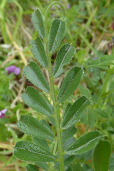 Common Vetch