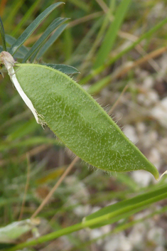 Yellow Vetch