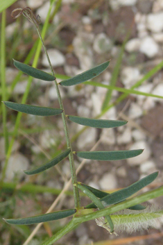 Yellow Vetch