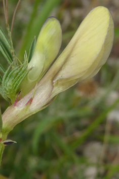 Yellow Vetch