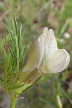 Yellow Vetch