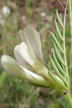 Yellow Vetch