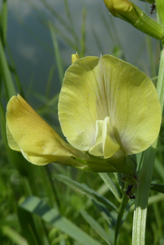 Large Yellow Vetch