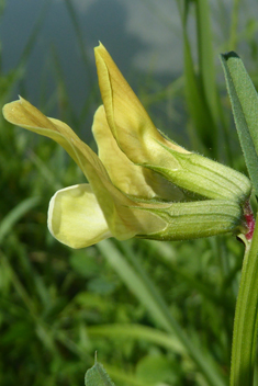 Large Yellow Vetch