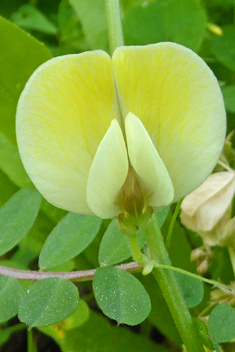 Large Yellow Vetch