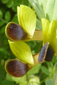 Black-eyed Vetch