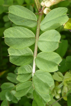 Black-eyed Vetch