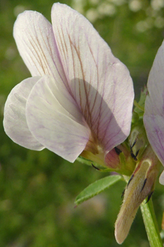 Hairy Yellow Vetch