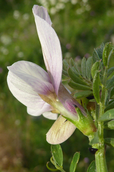 Hairy Yellow Vetch