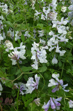 Mani Hairy Vetch