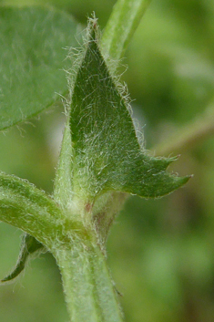 Mani Hairy Vetch