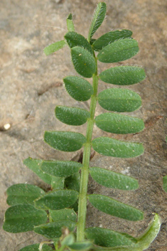 Biserrula pelecinus