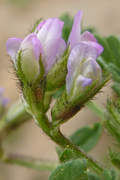 Biserrula pelecinus