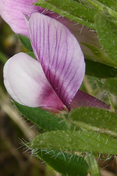 Yellow Vetch