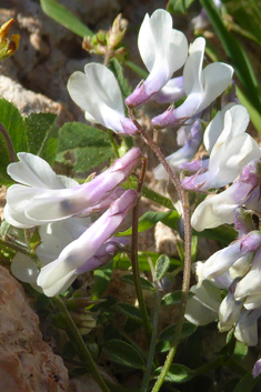 Mani Hairy Vetch