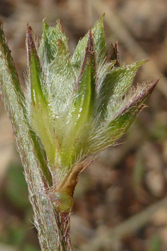 Onobrychis aequidentata