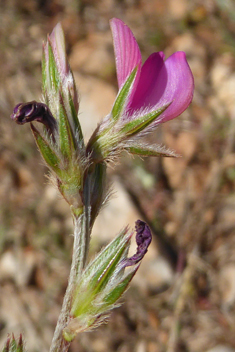 Onobrychis aequidentata