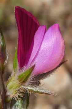 Onobrychis aequidentata