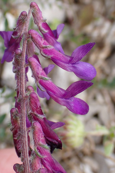 Hairy Vetch