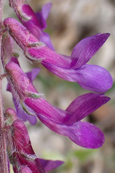 Hairy Vetch