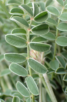 Pale Sainfoin