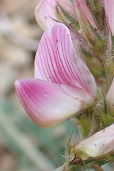 Pale Sainfoin