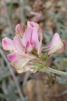 Pale Sainfoin