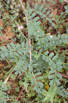 Spiny Sainfoin